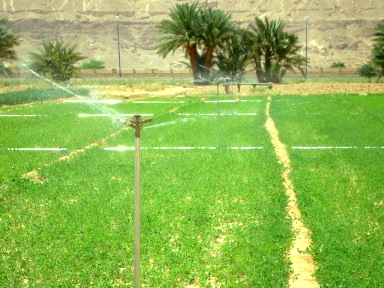 A meeting with FAO discusses  a number of agricultural issues in Hadhramout 