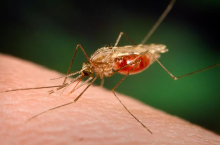 Training course begins for health workers about the epidemiology and malaria.