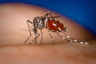 Health minister: 907 dengue fever cases recovered