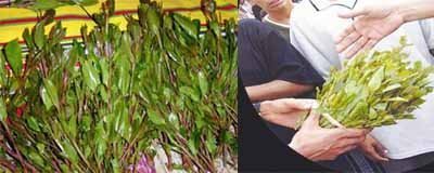 Border guards kill qat smuggler  