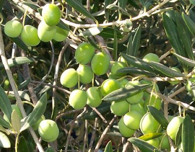 Jordan gifts Yemen 30,000 Olive tree seedlings