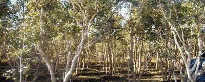 Yemen, WB talk on combating Qat planting