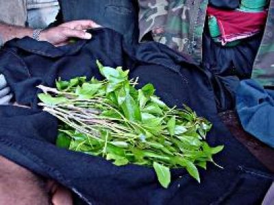 Yemeni caught with 30kg of qat leaves