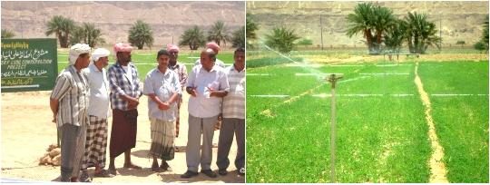 Wadi Hadharamaut saves about 50% of water by using spray Irrigation 