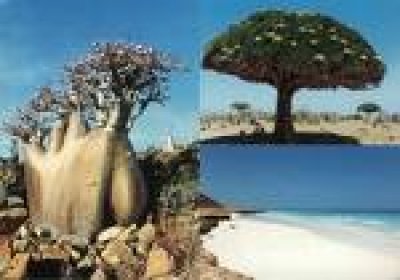 National Association for Facing Qat Dangers organizes awareness trip to Socotra