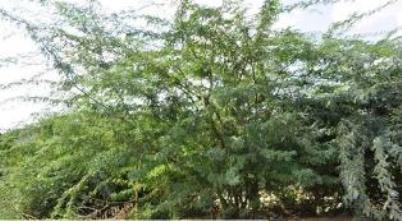 Omaier inspects critical site  in Wadi hadhramaut  flood mainstreams