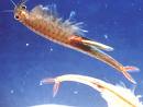 Shrimp Catching Season  closed