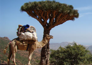 Many tourists on the island of Soqotra in the current season 