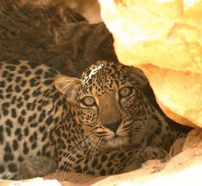 Study on Arabian tigers' wildlife in Yemen