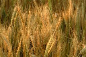 Agriculture minister talk with WB delegation  