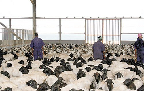 Menjelang Idul Adha Yaman Datangkan 2800 Ekor Kambing Dari Somalia 