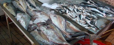 Ekspor ikan laut Yaman meningkat 12% 