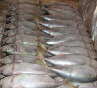 Ekspor Ikan Bulan Februari Capai 404 Juta Real