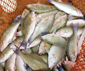 Yaman Ekspor 300 Ton Ikan Ke Berbagai Negara