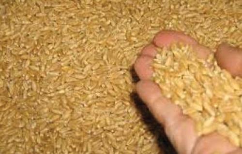 Kapal Cina Bongkar 35 Ribu Ton Gandum Di Aden