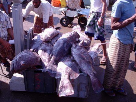 Ekspor Ikan Bulan Januari-Februari Capai 6 Miliar Real