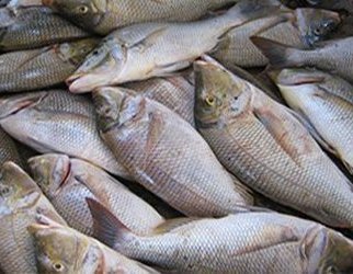 Nilai Ekspor Ikan Bulan Agustus Capai 288 Juta Real