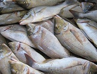 Yaman Ekspor 1700 Ton Ikan