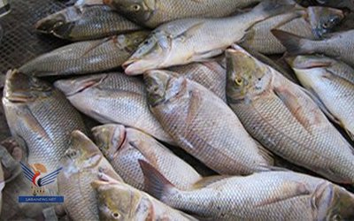 Nilai Ekspor Yaman Bulan Juni Tembus 2,82 Miliar Real Yaman