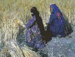 Impor Gandum Menurun 49 % 