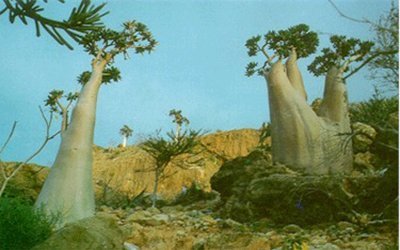 Gubernur Suqotro Resmikan Program Pemahaman Hasil Dialog Nasional