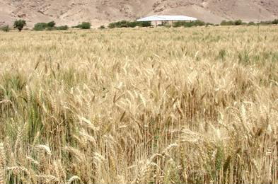 Petani di Hadhramauat Terima Pinjaman Lunak
