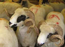 Kurban Untuk Orang Tua yang Telah Meninggal : Bisakah ?