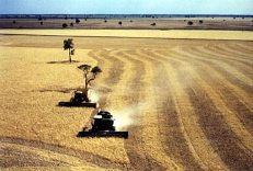 24 Juta USD Untuk Menanggulangi Krisis Pangan 