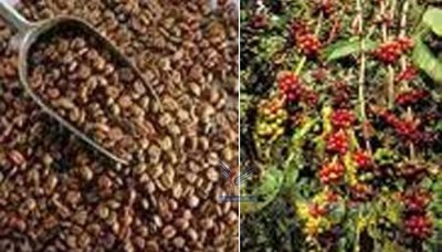 Yaman Ingin Mengembalikan Lagi Kopi Ke Pasar Dunia 