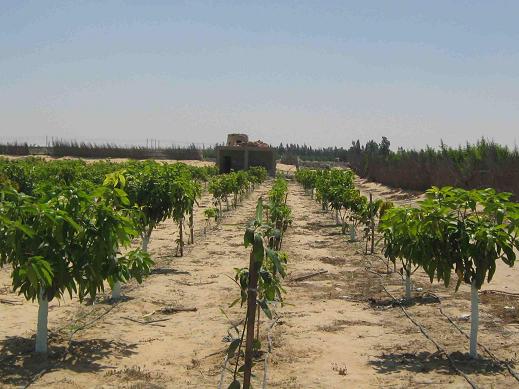 Penggunaan Teknologi Modern Dalam Pengembangan Sektor Pertanian