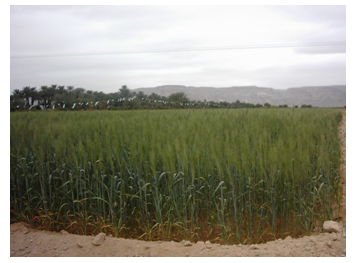     Pertanian di Hadhramaut hasilkan 27 juta Real Yaman 