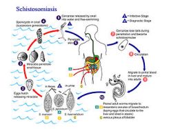 Direktur Regional WHO Mendarat Di Yaman Untuk Kampanye Anti Bilharzia