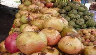 Hasil Panen Buah - Buahan Pada Tahun 2012 Meningkat Pesat 