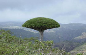 UNESCO, Pulau Sucatra akan Menjadi Incaran Dunia