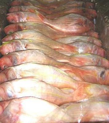 723 Ton Lebih Ekspor Ikan Di Bulan April