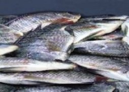 Persetujuan Restruktur Sektor Perikanan Yaman Ditandatangani Sabtu Depan