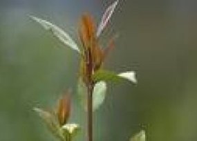 Al Husybi Bahas Mekanisme Pengurangan Budidaya Qat 