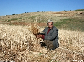 Proyek Pertanian Tadah Hujan Ditinjau 