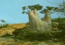 Pulau Socatra Turun ke Peringkat 97 