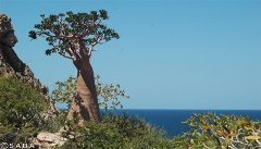 Gubernur Hadhramaut Terima Delegasi UAE di Socotra