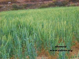 Ekspor  Pertanian Lembah Hadhramaut Capai 2 Juta Riyal 