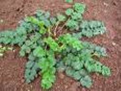 Riset Pengembangan Tanaman Medis dan Kecantikan