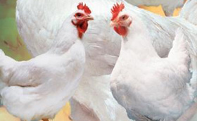 Liga Arab Bangun Proyek Peternakan di Hadhramaut