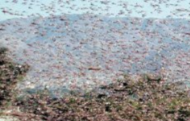 Belalang Juta Serang Hadhramaut