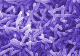 Epidemik Alien Serbu Yaman, Empat Orang Meninggal Dunia Puluhan Dirawat