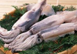 Musim Berburu Cumi-cumi Dibuka