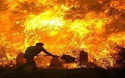 Api Lahap Ribuan Palm Di Hadhramaut