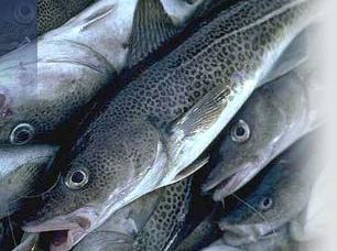 Strategi Standar Kesehatan Di Sektor Perikanan