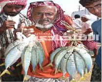 Nilai Ekspor Ikan Mencapai Juta $ 234 Pada 2008 