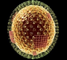 Komite Penanggulangan Flu Bertemu Rabu